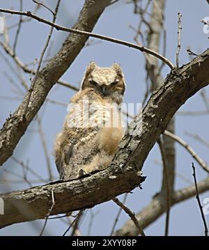 Die junge Hornisenkeule (Bubo virginianus) hockte auf dem Ast, nachdem sie ein Nest verlassen hatte. Naturszene aus Wisconsin Stockfoto