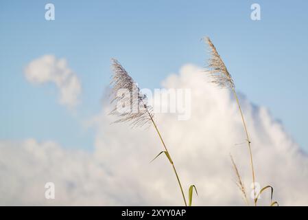 Blumen von Zuckerrohrbäumen und grünen Blättern auf Reunion Island Stockfoto