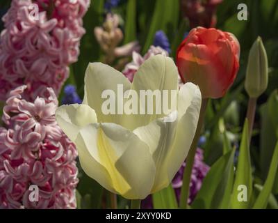 Eine cremeweiße Tulpe und eine rote Blume stehen zusammen mit Hyazinthen in einem bunten Blumenbeet in Amsterdam, Niederlande Stockfoto