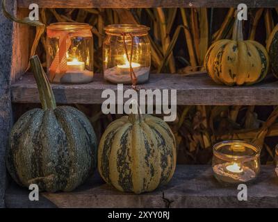 Diverse Kürbisse und Kerzen in Gläsern auf einem Holzregal als gemütliche Halloween-Dekoration bei Nacht, borken, münsterland, Deutschland, Europa Stockfoto