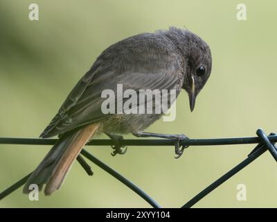 Ein junger Rothahn sitzt auf einem Zaun und schaut nach unten Stockfoto