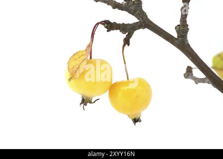 Zweig mit Krabbenapfelfrüchten und gelblichen Blättern isoliert auf weißem Hintergrund. Malus sylvestris, Europäischer Krabbenapfel, auch bekannt als die europäische Wildnis Stockfoto