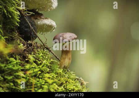 Wilde Pilze aus Imleria badia (Boletus badius), die auf üppigem grünen Moos in einem Wald wachsen, mit Blick aus dem niedrigen Winkel. Bay Bolete Stockfoto