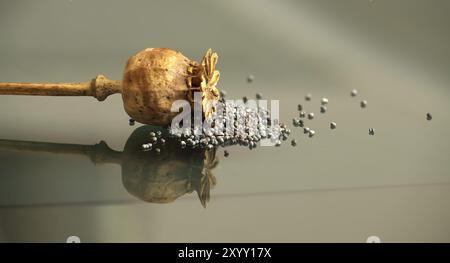 Hues of yellow and orange dried poppy seed heads contrast nicely against the darker tones in the background, banner size image with copy space Stock Photo