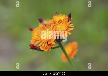 Hieracium aurantiacum auf einer Wiese. Blüten des orange-roten Falkweeds Stockfoto