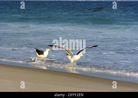 Möwe Spaziergänge zwischen dem Meer und den Sand am Strand Stockfoto