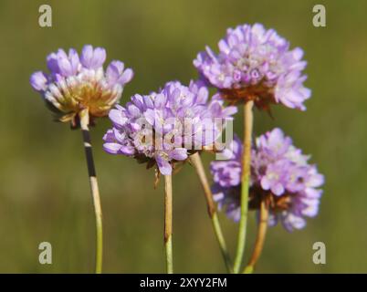 Strandnelke Stockfoto