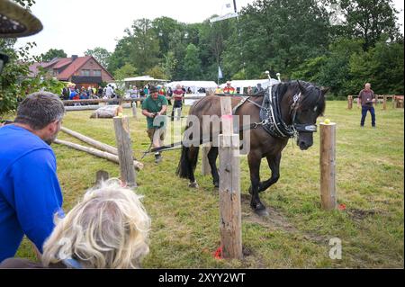 Sangerhausen, Deutschland. 31. August 2024. Volker Schmelz aus Hessen, mit seinem Pferd Hektor, im Hindernislauf der 7. Deutschen Meisterschaft im Holzeinschlag mit Arbeitspferden. Teilnehmer aus ganz Deutschland treten gegeneinander an. Die Meisterschaft wird von der Interessengemeinschaft Zugpferde e.V. organisiert. Quelle: Heiko Rebsch/dpa/Alamy Live News Stockfoto