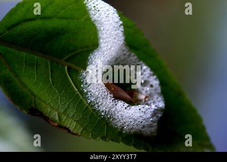 Eine Makroaufnahme eines schaumigen Spuckkäfernennestes auf einem Pflanzenstamm. Die schaumige Masse schützt die Nymphe, die sich im Inneren entwickelt. Taiwan. Stockfoto