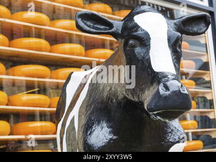 Typisches holländisches Bild von Kuh und Käse, die im Laden verkauft werden Stockfoto