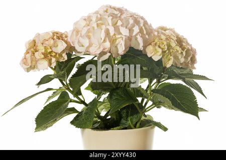 Hortensia (Hortensia) im Topf Stockfoto