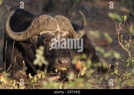 Buffalo-Porträt Stockfoto