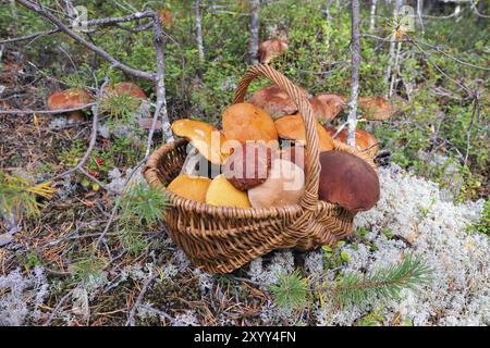 Pilzkorb mit Pilzen in der Waldröhre Stockfoto