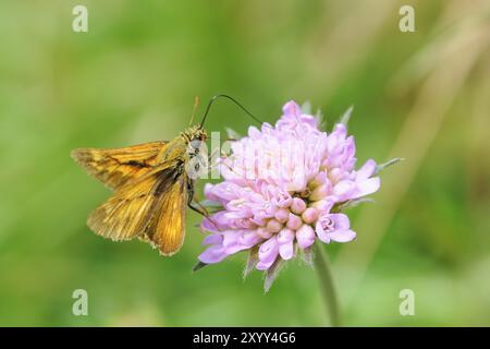 Ockergelb-brauner Kapitän, braun-olivbraun Kapitän, Thymelicus sylvestris, kleiner Kapitän Stockfoto