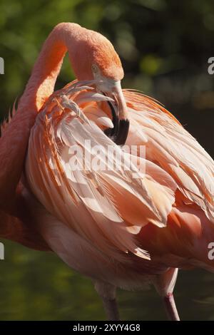 Amerikanischer Flamingo (Phoenicopterus ruber), auch bekannt als der rosa Flamingo, der seine Federn pflegt Stockfoto