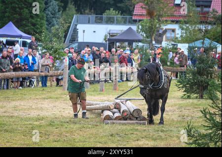 Sangerhausen, Deutschland. 31. August 2024. Volker Schmelz aus Hessen, mit seinem Pferd Hektor, im Hindernislauf der 7. Deutschen Meisterschaft im Holzeinschlag mit Arbeitspferden. Teilnehmer aus ganz Deutschland treten gegeneinander an. Die Meisterschaft wird von der Interessengemeinschaft Zugpferde e.V. organisiert. Quelle: Heiko Rebsch/dpa/Alamy Live News Stockfoto