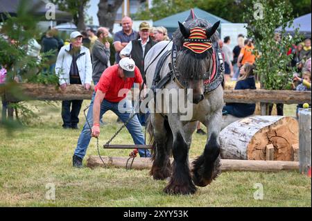 Sangerhausen, Deutschland. 31. August 2024. Robert Pritzi aus Baden-Württemberg, mit seinem Pferd Rune, im Hindernislauf der 7. Deutschen Holzreitmeisterschaft mit Arbeitspferden. Teilnehmer aus ganz Deutschland treten gegeneinander an. Die Meisterschaft wird von der Interessengemeinschaft Zugpferde e.V. organisiert. Quelle: Heiko Rebsch/dpa/Alamy Live News Stockfoto