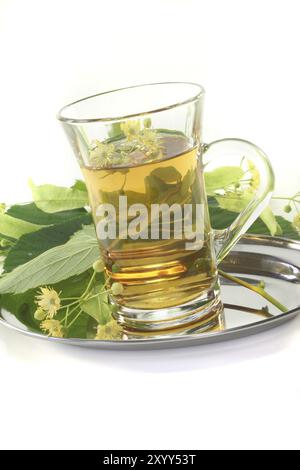 Eine Tasse Limettenblütentee mit frischen Blumen auf weißem Hintergrund Stockfoto