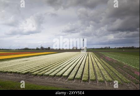 Bunte Tulpenfelder über bewölktem Himmel und eine Reihe von Windmühlen Stockfoto