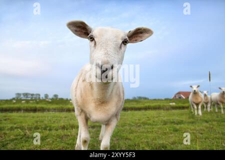 Niedliches, lustiges Schaf auf der Sommerpastoral Nahaufnahme Stockfoto