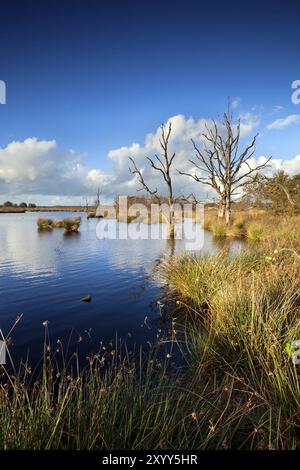 Alte tote Bäume im Moorwasser über blauem Himmel, Dwingelderveld, Drenthe, Niederlande Stockfoto