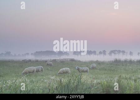 Schafe auf der Weide im Morgennebel bei Sonnenaufgang Stockfoto