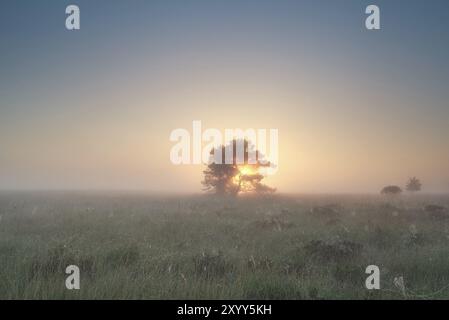 Sonnenaufgang hinter Bäumen auf nebligem Sumpfmoor im Sommer Stockfoto