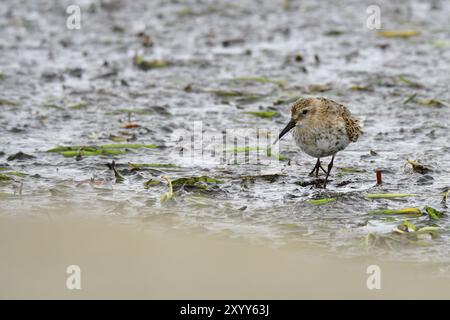 Dunlin sucht nach Essen Stockfoto