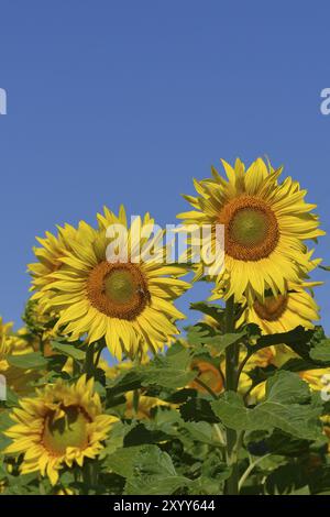 Sonnenblumenfeld, Ein Sonnenblumenfeld in voller Blüte Stockfoto