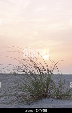 Nahaufnahme von grünem Seegras auf der Sanddüne bei Sonnenaufgang Stockfoto