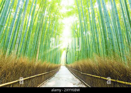 Der Schacht des Sonnenlichts leuchtet durch den hohen Bambusbaumwald, der von Heuzaun gesäumt ist, auf einem geraden Fußweg im Arashiyama Bamboo Grove in Kyoto, Japan. Horiz Stockfoto