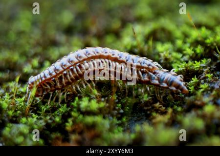 Makroaufnahme von zwei Tausendfüßlern, die sich auf einem Bett aus grünem Moos paaren. Die segmentierten Körper von Tausendfüßlern verflechten sich während des Reproduktionsaktes. Taiwan Stockfoto