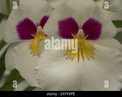 Weiße Orchideen mit auffälligen rosa Flecken und gelber Mitte in der Nähe, Amsterdam, Niederlande Stockfoto