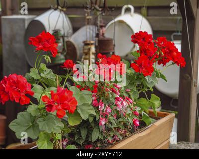 Rote Geranien in einem hölzernen Blumentopf im Garten, umgeben von grünen Blättern und anderen Gartenobjekten, borken, münsterland, deutschland Stockfoto