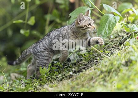 Ein Kätzchen schleicht sich durch das Gras, als ob es auf der Jagd wäre, Wildkatze (Felis silvestris), Kätzchen, Deutschland, Europa Stockfoto