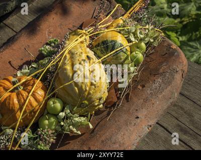 Mehrere bunte Kürbisse und Pflanzen in rustikaler Anordnung auf einem Holztisch, borken, münsterland, Deutschland, Europa Stockfoto