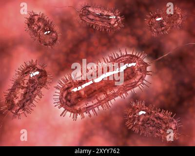 Gruppe von Escherichia coli-Bakterienzellen, allgemein bekannt als E. coli. E. coli ist eine häufige Art von Bakterien, die in die Nahrung gelangen können, wie Rindfleisch und Vegeta Stockfoto