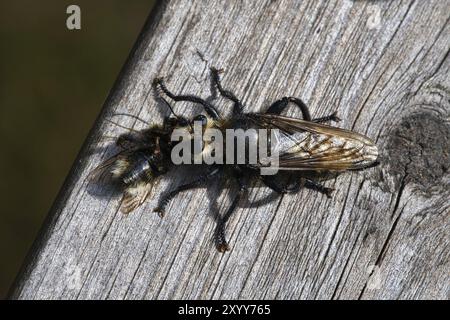 Gelbe Mordfliege oder gelbe Raubfliege mit einer Hummel als Beute. Das Insekt wird vom Jäger ausgesogen. Gelbe schwarze Haare bedecken den Jäger. Makro-sh Stockfoto