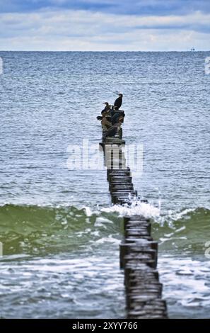 Kormoran auf einem Groyne an der Ostsee. Die Vögel trocknen ihre Federn in der Sonne. Wellen im Meer unter blauem Himmel. Tierfoto von der Küste Stockfoto