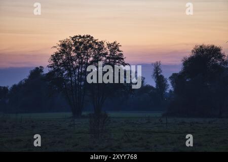 Bei Sonnenaufgang mystischer Sonnenaufgang mit einem Baum auf der Wiese im Nebel. Warme Farben aus der Natur. Landschaftsfotografie in Brandenburg Stockfoto