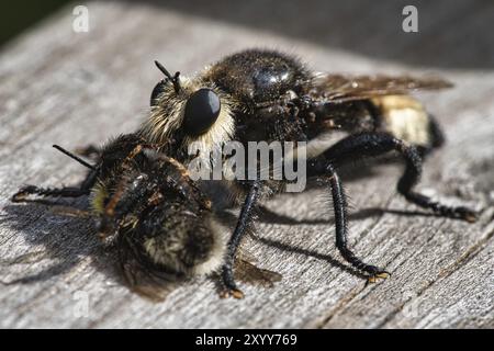 Gelbe Mordfliege oder gelbe Raubfliege mit einer Hummel als Beute. Das Insekt wird vom Jäger ausgesogen. Gelbe schwarze Haare bedecken den Jäger. Makro-sh Stockfoto