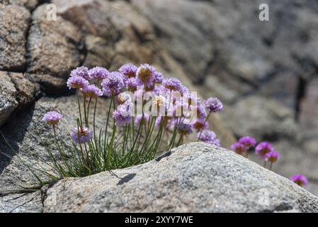 Sea Second Armeria maritima wächst aus einem kleinen Riss in einer Klippe am Meer Stockfoto