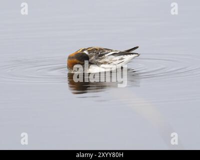 Rothals-Phalarope (Phalaropus lobatus), weiblich im Sommergefieder, sich auf Moorbecken niederzulassen, Mai, Varanger Fjord, Norwegen, Europa Stockfoto