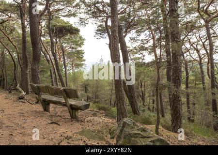 Alte Bank aus dicken dunkelbraunen Holzbalken steht im Wald unter Nadelbäumen auf einem Hügel mit Blick auf ein Tal Stockfoto