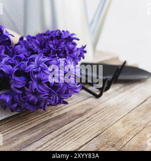 Gartenbauhobby-Konzept. Blauviolette Hyazinthe-Blütenblüte, kleine Garten-Pitchfork oder Rechen und Schaufel auf altem Holztisch-Hintergrund Stockfoto