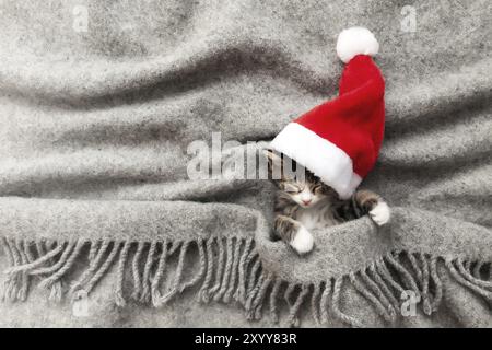 Kleine entzückende dreifarbige Weihnachtskätzchen in rotem Weihnachtsmann Hut oder Mütze schlafen mit geschlossenen Augen und liegen bedeckt mit einer grauen flauschigen Decke. Foto von relaxe Stockfoto