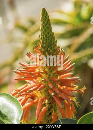 Nahaufnahme einer Aloe Vera Blume mit spitzen Orangenblüten, madeira, portugal Stockfoto