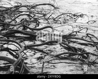 Wurzeln der Schwarzerle am Ufer eines Sees Stockfoto