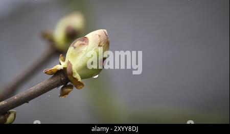 Blattknospe der europäischen Rosskastanie, Aesculus hippocastanum im Frühling, Bannergröße mit Kopierbereich Stockfoto