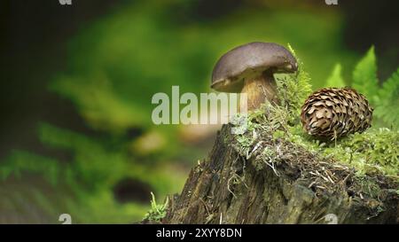 Imleria badia (Boletus badius) oder Bay Bolete Pilze, die auf einem grünen moosbedeckten Stumpf in der Nähe eines Fichtenkegels in einem niedrigen Blickwinkel wachsen, breiter Bannergröße wit Stockfoto